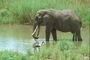 African Elephant picture