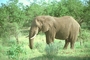 African Elephant picture