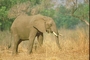 African Elephant picture