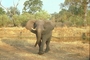 African Elephant picture