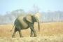 African Elephant picture