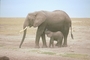 African Elephant picture