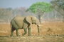 African Elephant picture