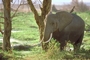 African Elephant picture