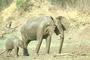 African Elephant picture