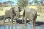 African Elephant picture