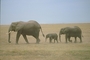 African Elephant picture