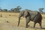 African Elephant picture