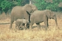 African Elephant picture