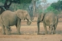 African Elephant picture