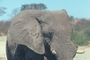 African Elephant picture