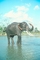 Indian Elephant picture