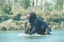 Indian Elephant picture