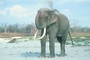 Indian Elephant picture