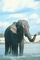 Indian Elephant picture