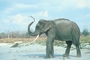 Indian Elephant picture