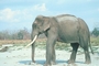 Indian Elephant picture