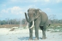 Indian Elephant picture