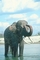 Indian Elephant picture