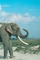 Indian Elephant picture