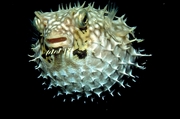 Burrfish Mousepad