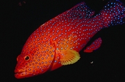 Coral grouper Mousepad