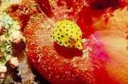 Cube boxfish Mousepad