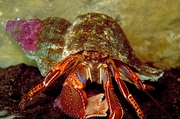 Hermit crab Magnet