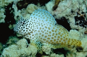 Leopard blenny Mousepad