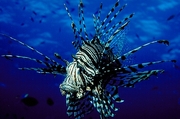 Lionfish Magnet