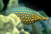 Longnosed filefish Mousepad