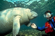 Manatee Mousepad