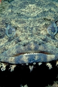 Oyster toadfish Magnet