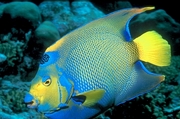 Queen angelfish Magnet