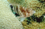 Red-spotted hawkfish Mousepad