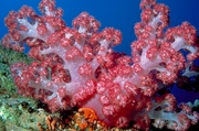 Soft coral Magnet