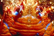 Squat lobster Magnet