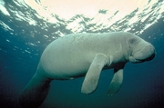 West Indian manatee Magnet