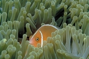 White striped anemone fish Mousepad