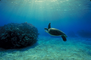 Green turtle