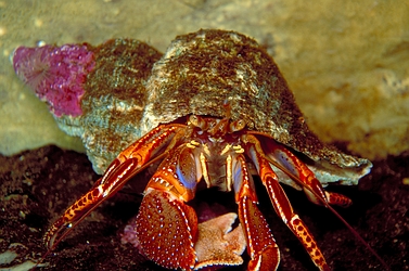 Hermit crab