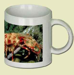 Slipper lobster Coffee Mug