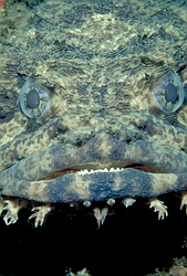 Oyster toadfish