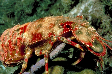 Slipper lobster