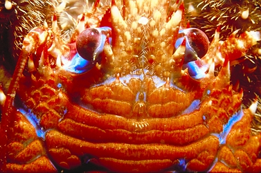 Squat lobster