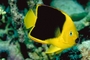 Angelfish picture