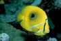 Bennett's butterflyfish picture