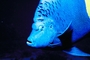 Blue angelfish picture