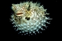 Burrfish picture