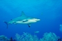 Caribbean reef shark picture